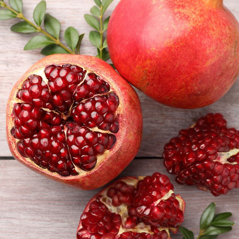 Granaattiomena - Punica granatum (Sadonkorjuu)