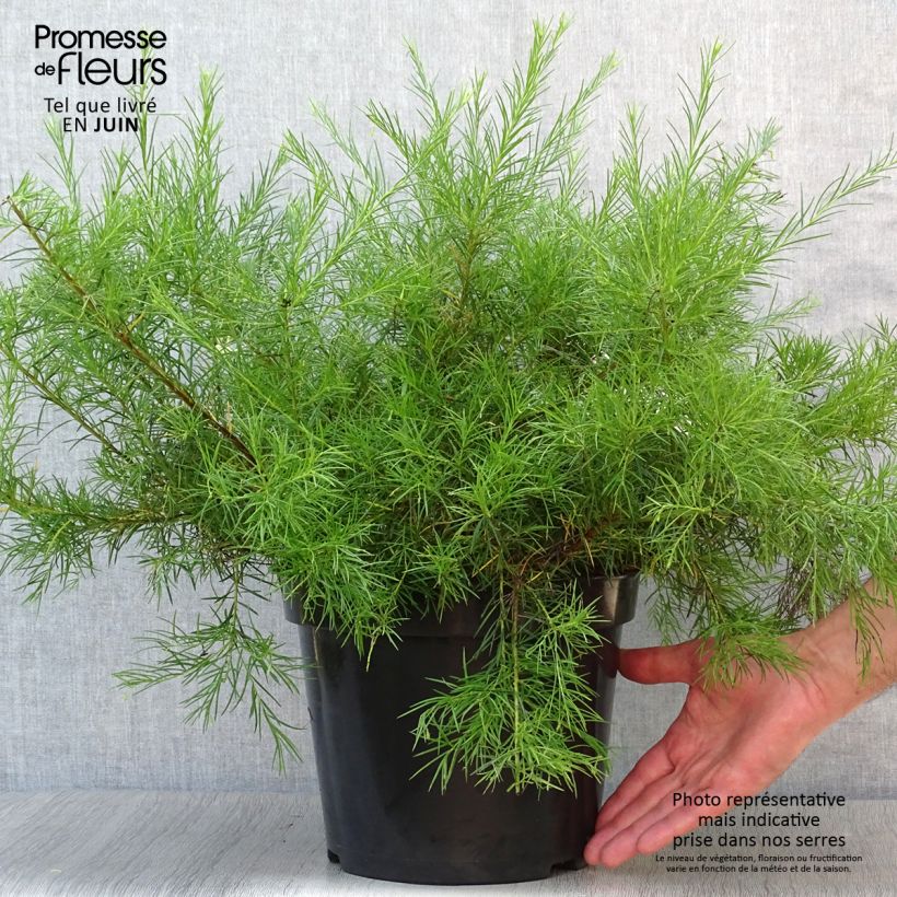 Esimerkki kesällä toimitetusta Silkkipuu Alba Pot de 7,5L/10L-taimesta
