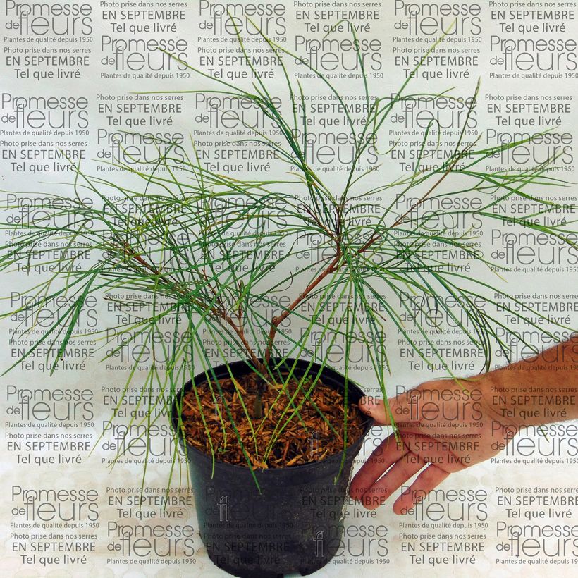 Esimerkki toimitetusta Silkkipuu - Grevillea johnsonii Pot de 2L/3L-taimesta