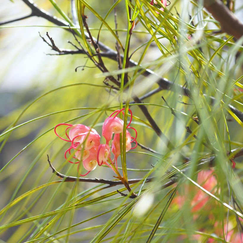 Silkkipuu - Grevillea johnsonii (Lehvistö)