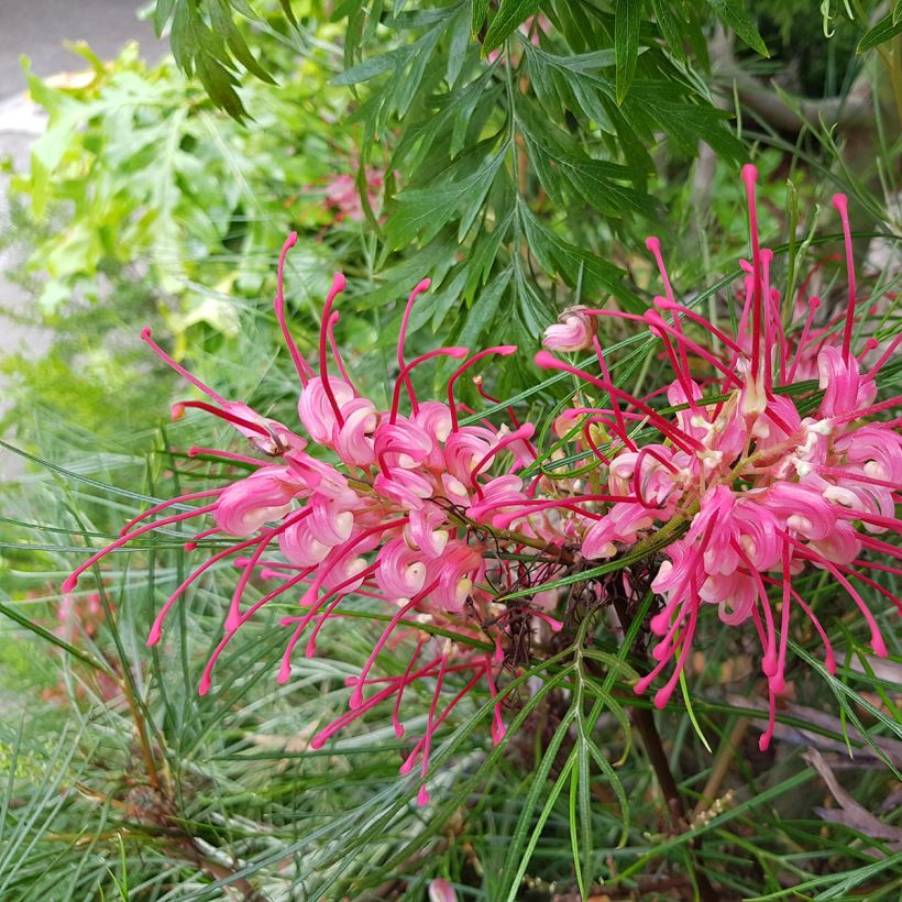 Silkkipuu - Grevillea johnsonii (Kukinta)