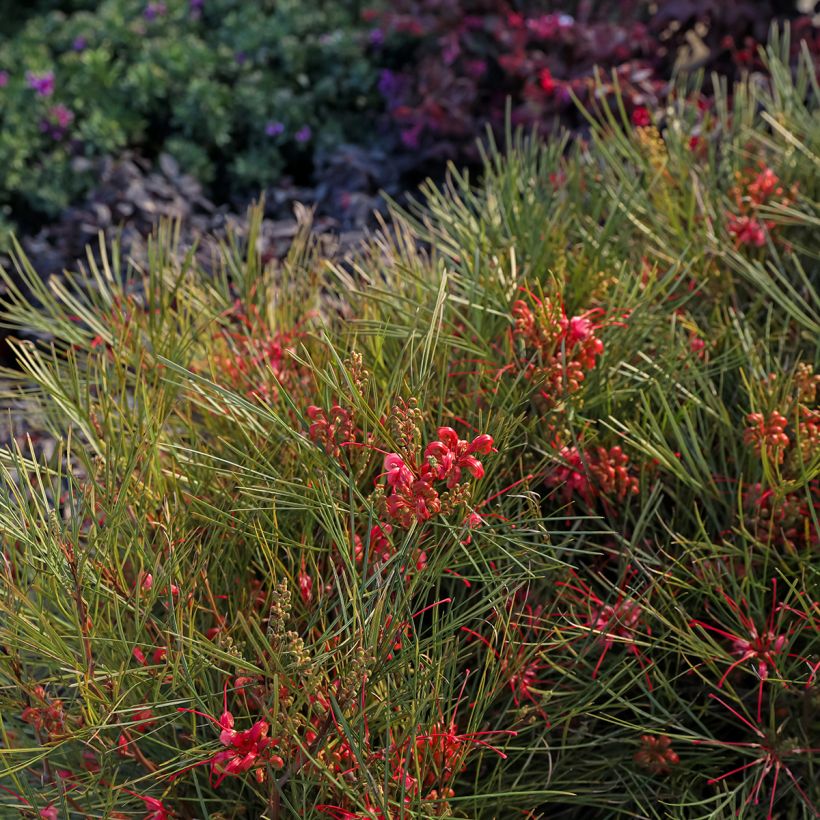 Silkkipuu - Grevillea johnsonii (Kasvutapa)