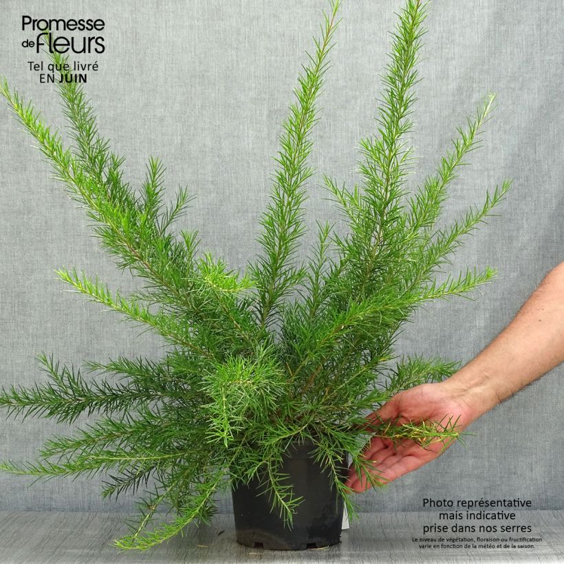 Esimerkki kesällä toimitetusta Silkkipuu Canberra Gem Pot de 2L/3L-taimesta