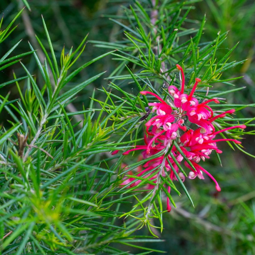 Silkkipuu Canberra Gem (Kukinta)