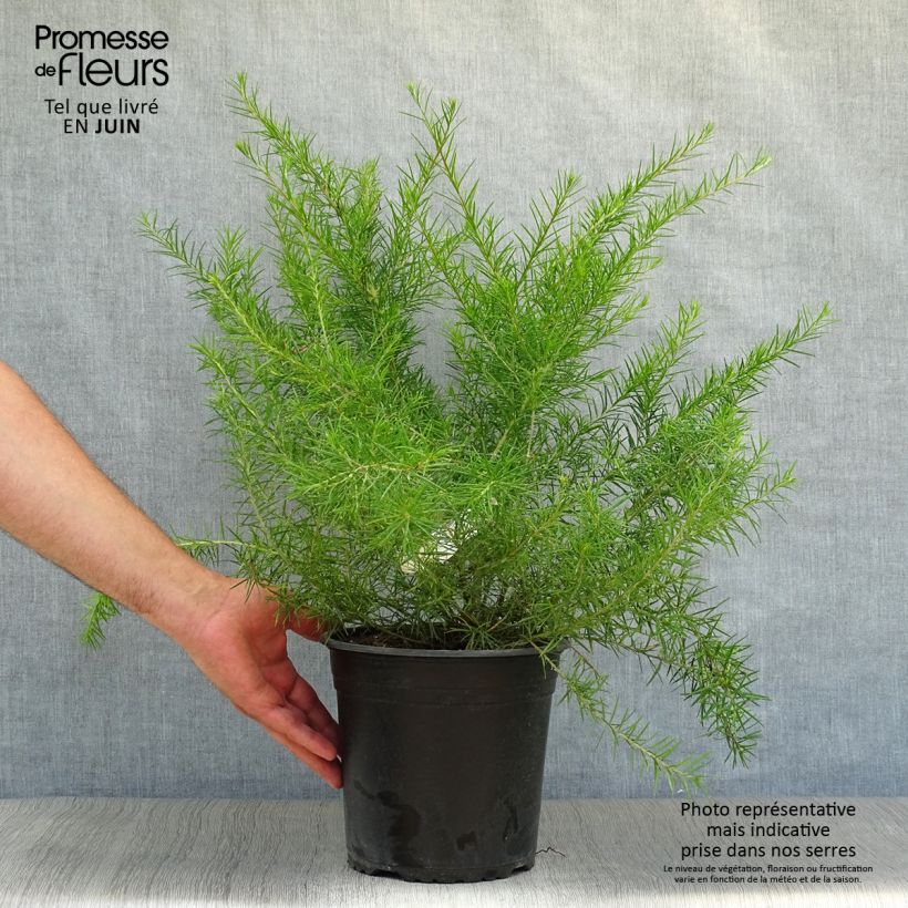 Esimerkki kesällä toimitetusta Silkkipuu - Grevillea juniperina Ruukku 2L / 3L-taimesta