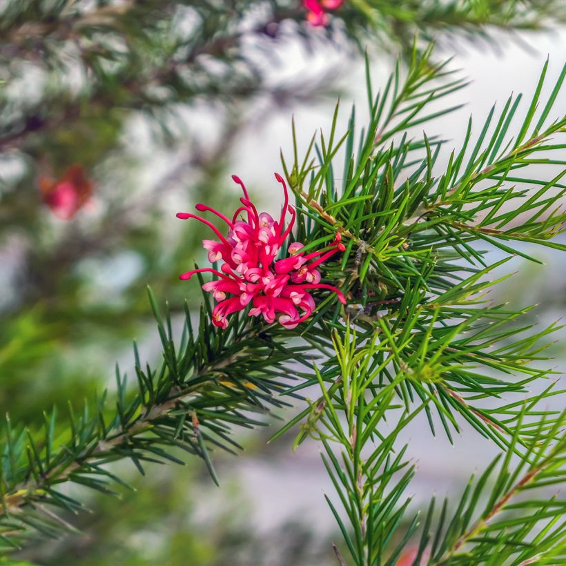 Silkkipuu - Grevillea juniperina (Lehvistö)
