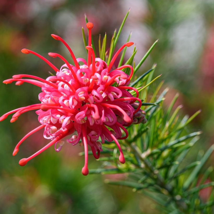 Silkkipuu - Grevillea juniperina (Kukinta)