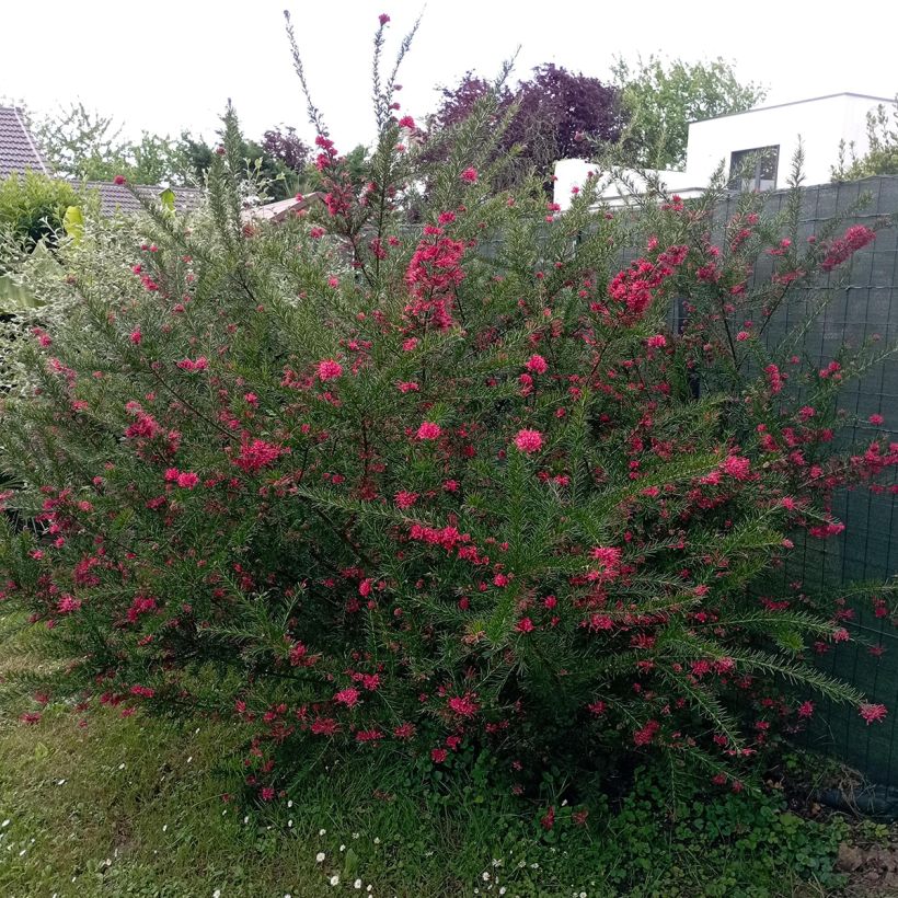Silkkipuu - Grevillea juniperina (Kasvutapa)
