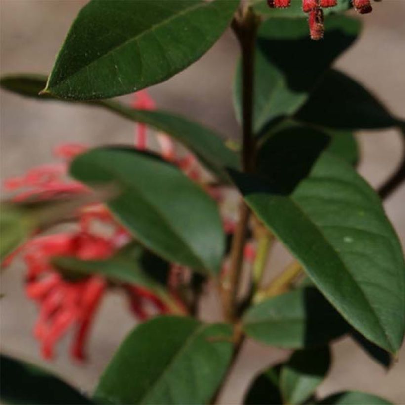 Silkkipuu - Grevillea rhyolitica (Lehvistö)