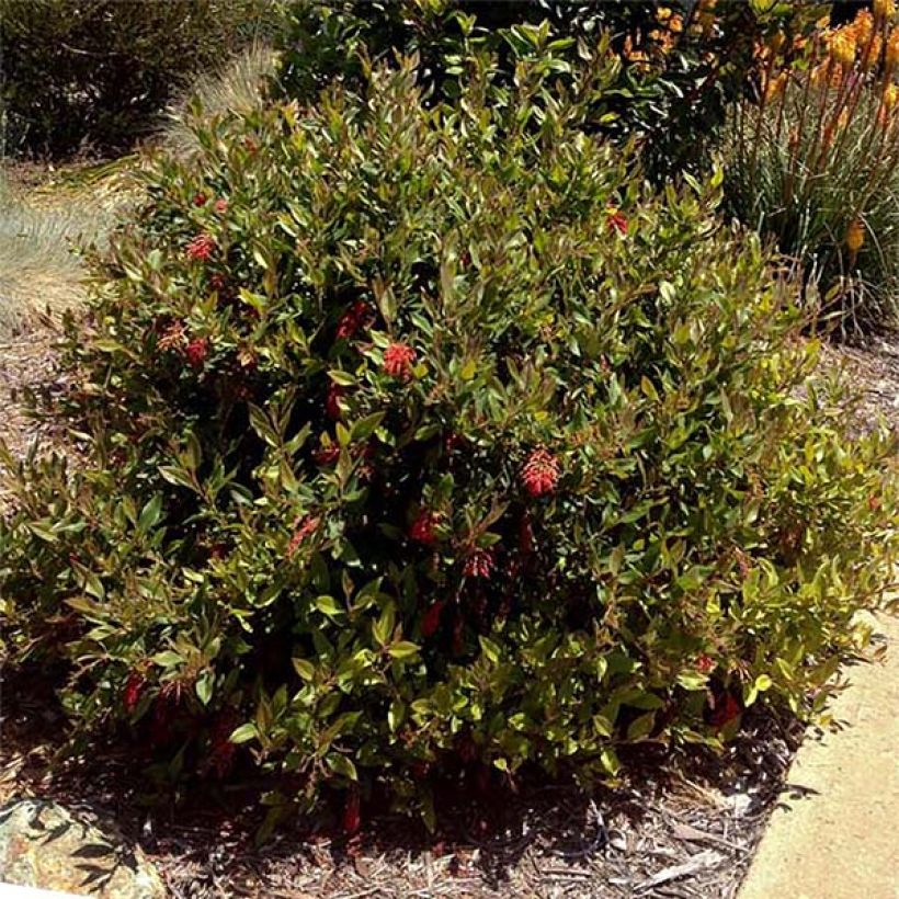 Silkkipuu - Grevillea rhyolitica (Kasvutapa)