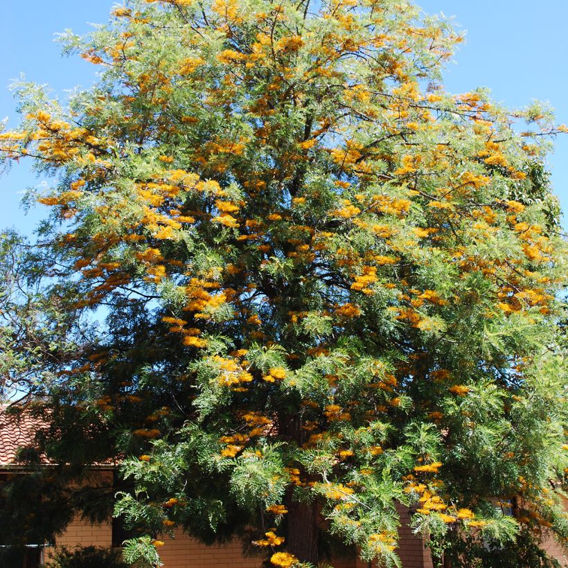 Kultasilkkipuu - Grevillea robusta (Kasvutapa)
