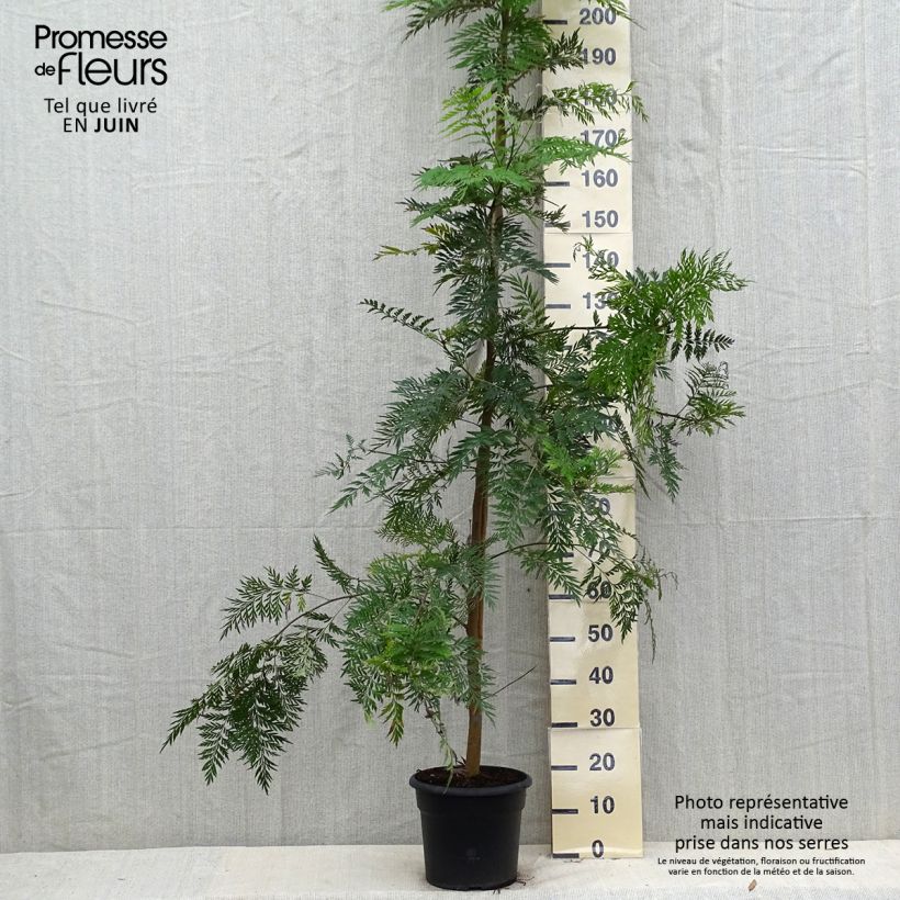 Esimerkki kesällä toimitetusta Kultasilkkipuu - Grevillea robusta 7,5 litran / 10 litran ruukku-taimesta