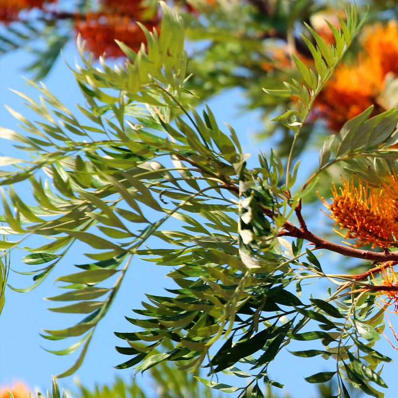 Kultasilkkipuu - Grevillea robusta (Lehvistö)
