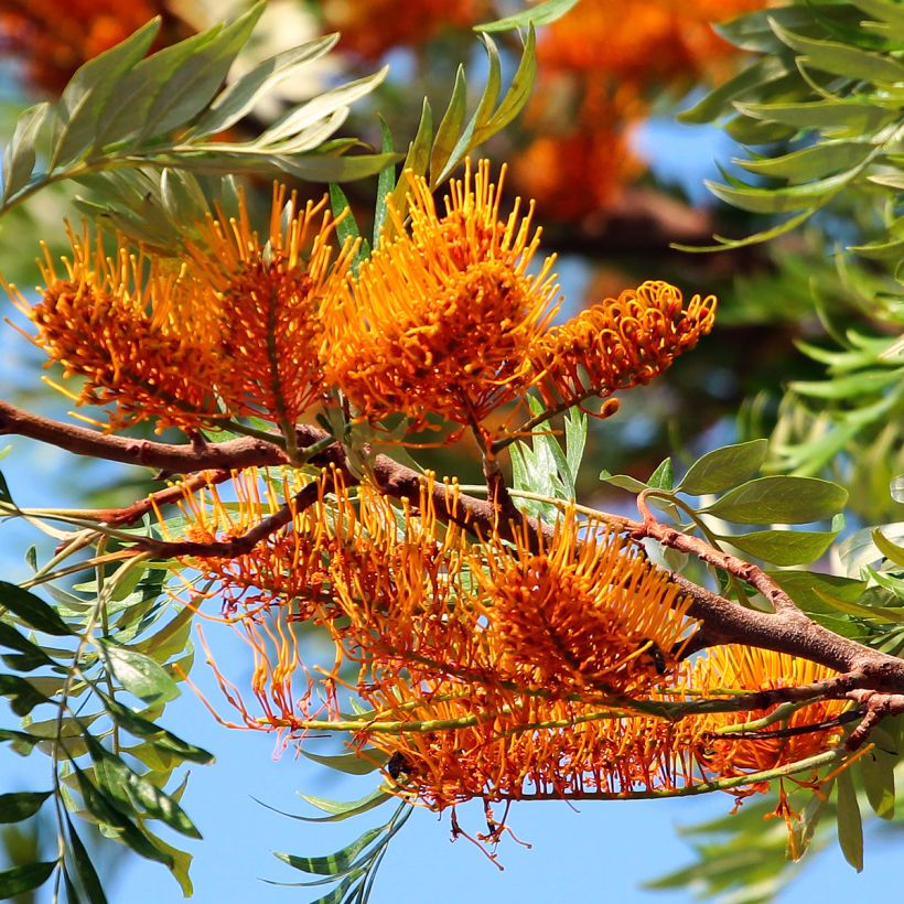 Kultasilkkipuu - Grevillea robusta (Kukinta)