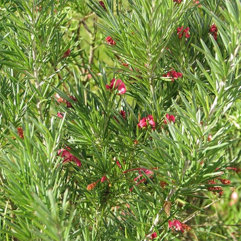 Silkkipuu - Grevillea rosmarinifolia (Lehvistö)