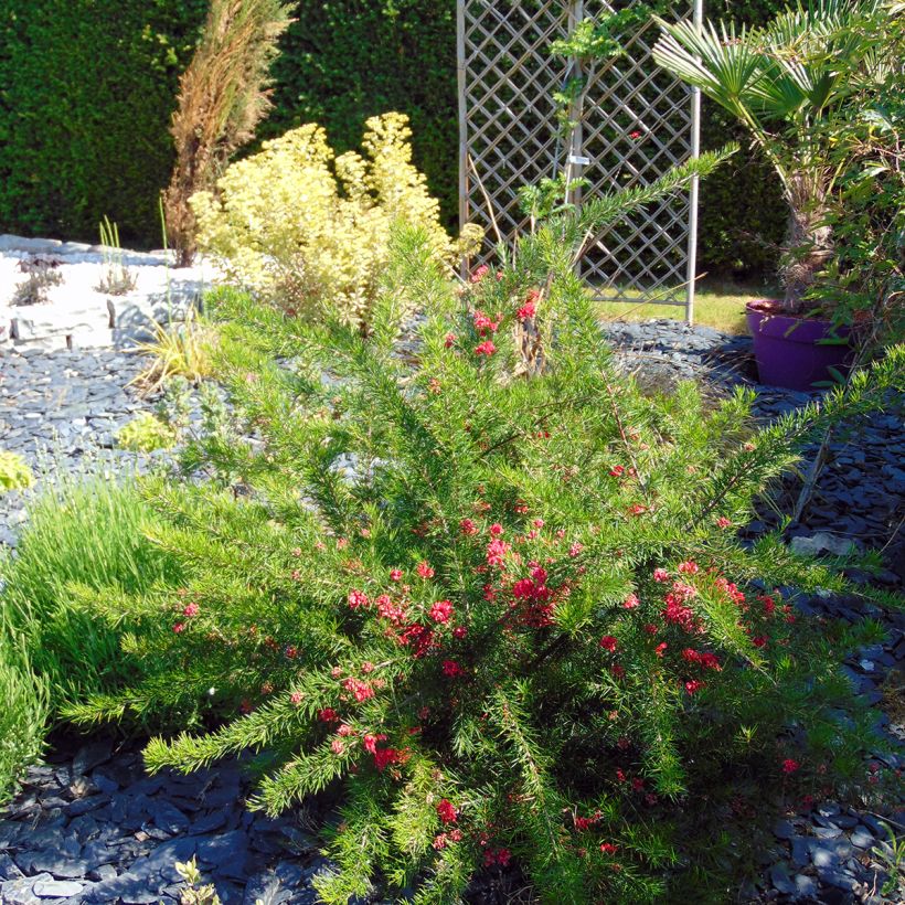 Silkkipuu - Grevillea rosmarinifolia (Kasvutapa)