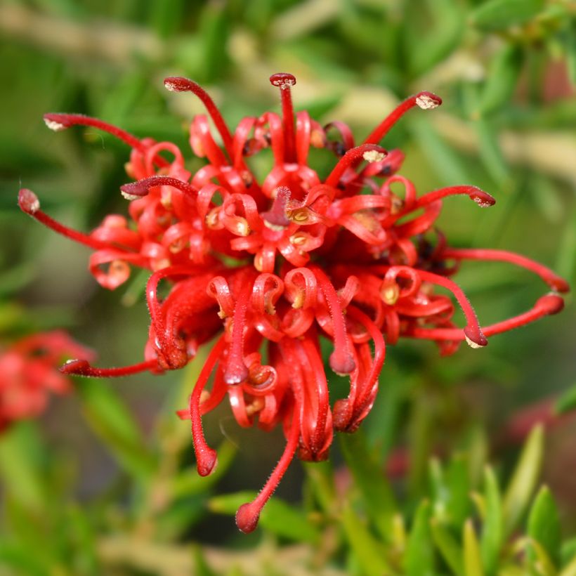 Silkkipuu Clearview David - Grevillea rosmarinifolia (Kukinta)