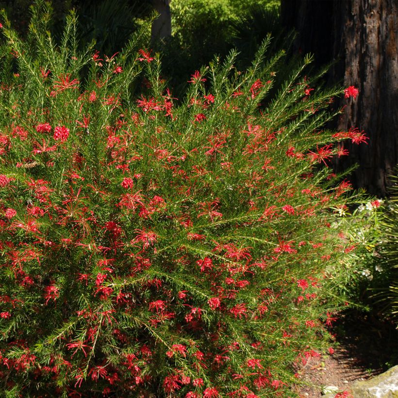 Silkkipuu Clearview David - Grevillea rosmarinifolia (Kasvutapa)