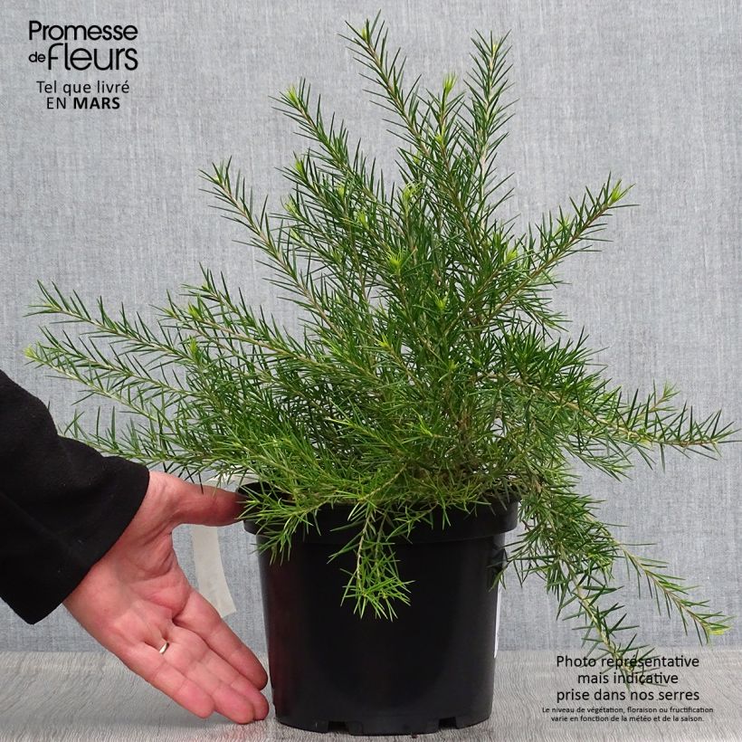 Esimerkki keväällä toimitetusta Silkkipuu - Grevillea rosmarinifolia Pot de 2L/3L-taimesta