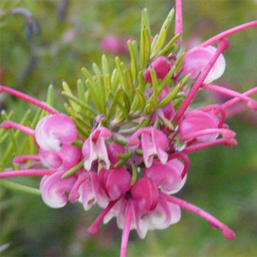 Silkkipuu Rosa Jenkinsii (Kukinta)