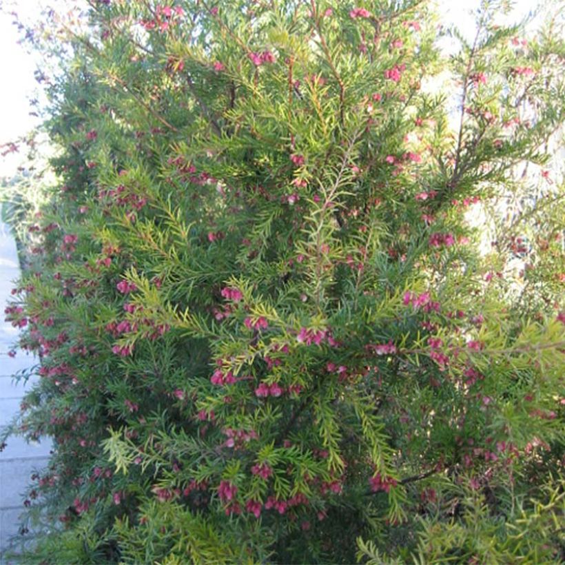 Silkkipuu Rosa Jenkinsii (Kasvutapa)