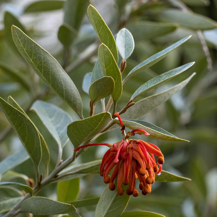 Silkkipuu - Grevillea victoriae (Lehvistö)