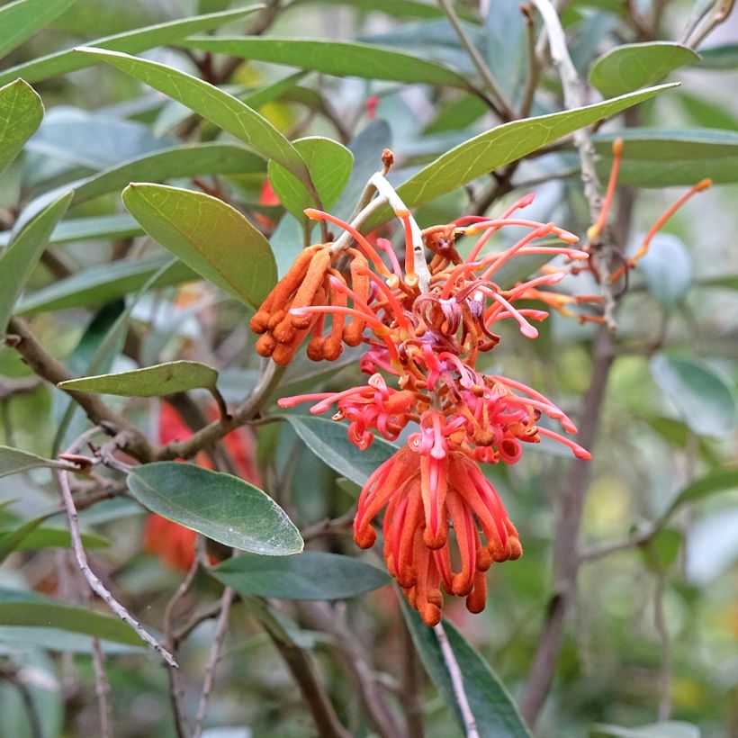 Silkkipuu - Grevillea victoriae (Kukinta)