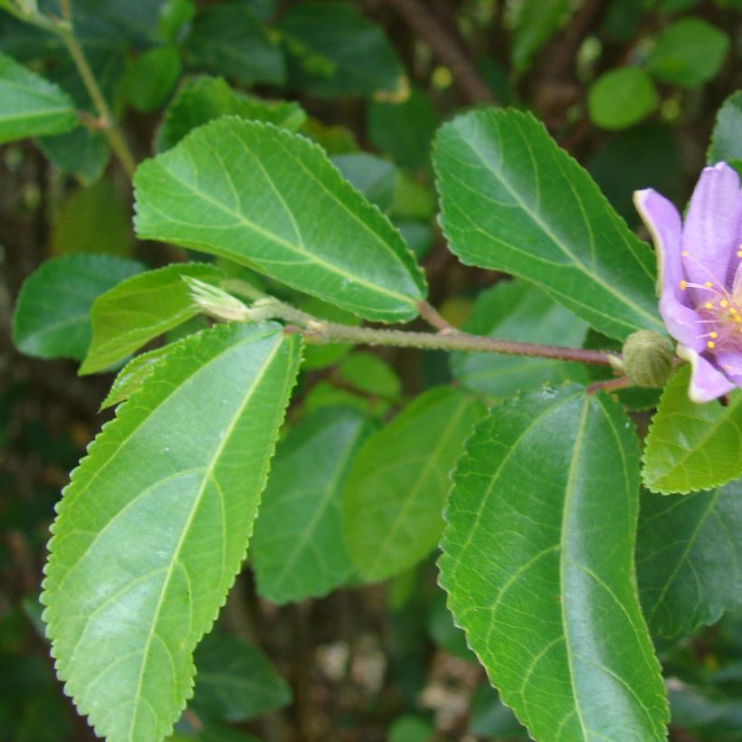 Grewia occidentalis (Lehvistö)