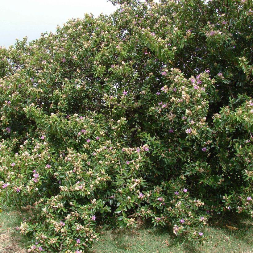 Grewia occidentalis (Kasvutapa)