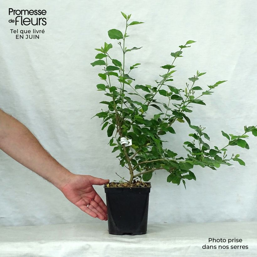 Esimerkki kesällä toimitetusta Grewia occidentalis Ruukku 3L / 4L-taimesta