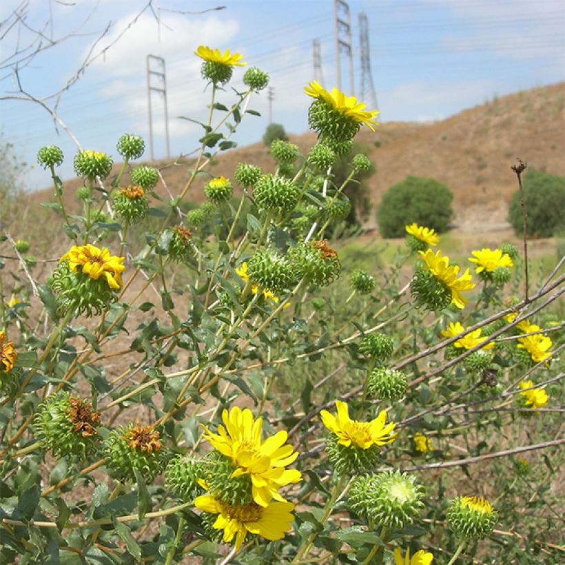 Grindelia camporum (Kukinta)