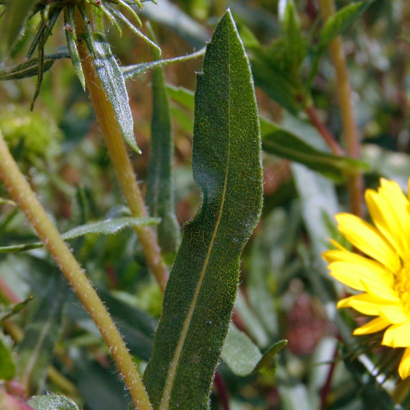 Grindelia camporum (Lehvistö)