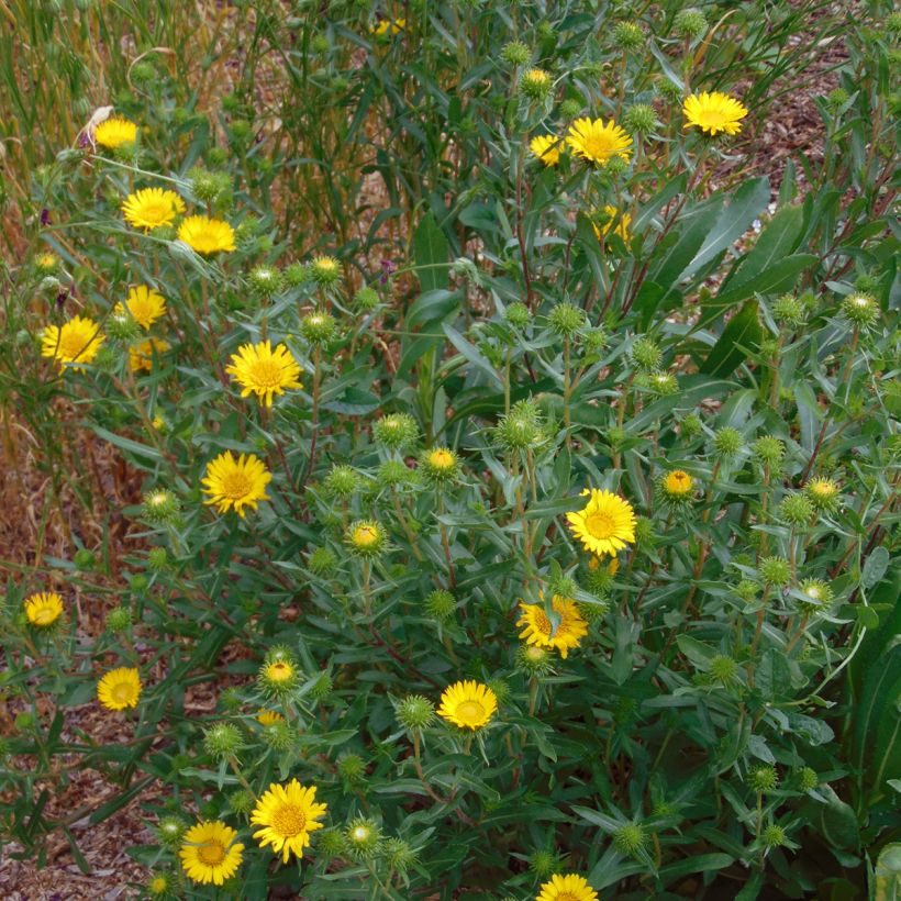 Grindelia camporum (Kasvutapa)