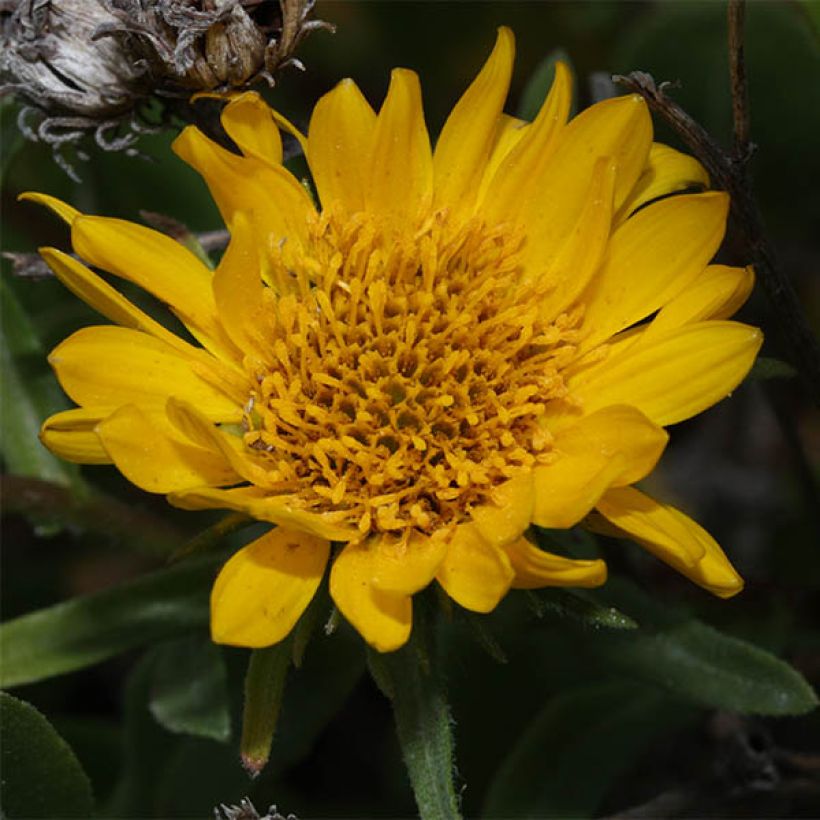 Grindelia integrifolia (Kukinta)