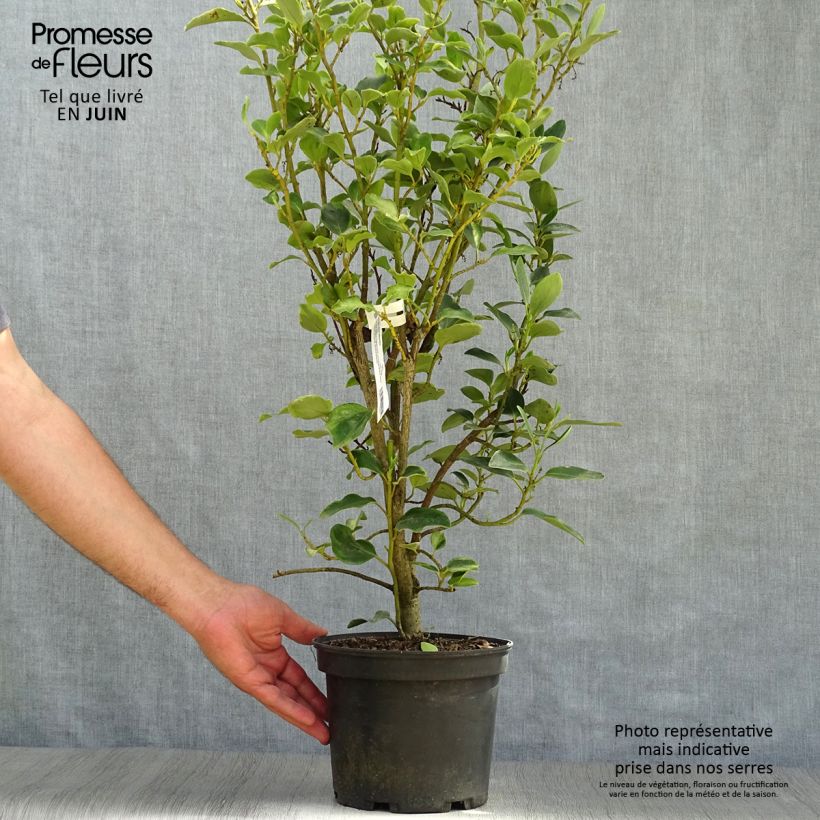 Esimerkki kesällä toimitetusta Griselinia littoralis Bantry Bay Pot de 3L/4L-taimesta