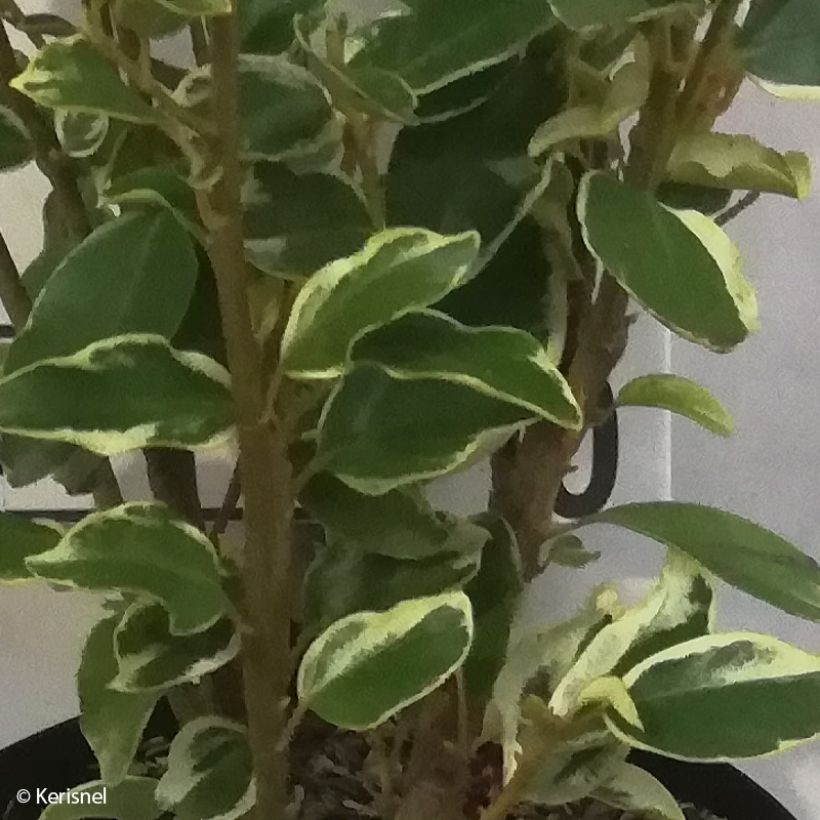 Griselinia littoralis Bantry Bay (Lehvistö)