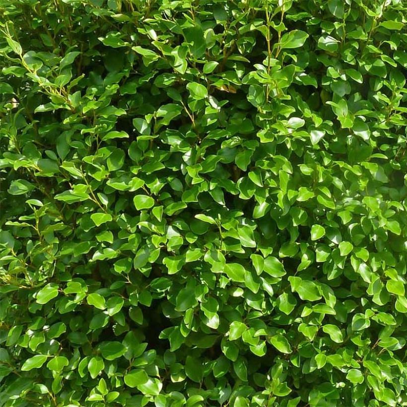 Griselinia littoralis Green Horizon (Lehvistö)