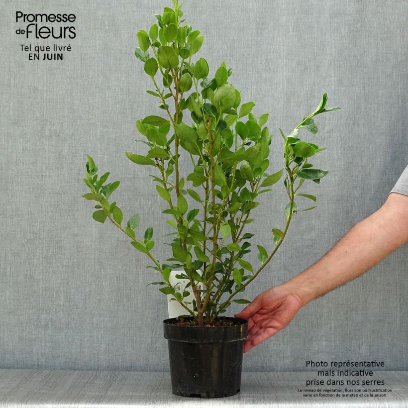 Esimerkki kesällä toimitetusta Griselinia littoralis Green Horizon Pot de 2L/3L-taimesta