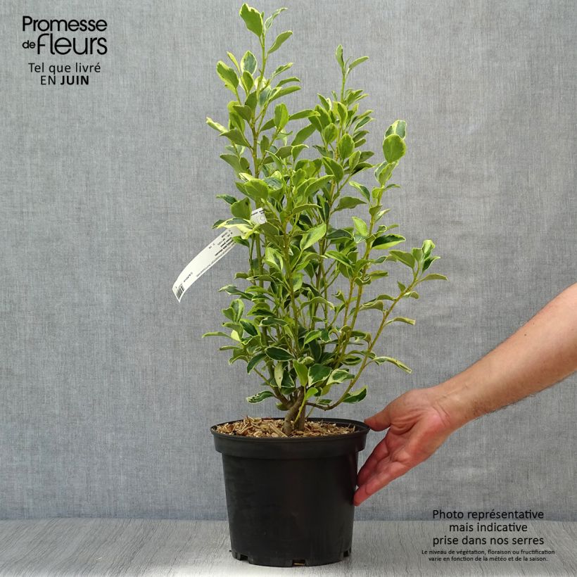 Esimerkki kesällä toimitetusta Griselinia littoralis Green Jewel Pot de 4L/5L-taimesta