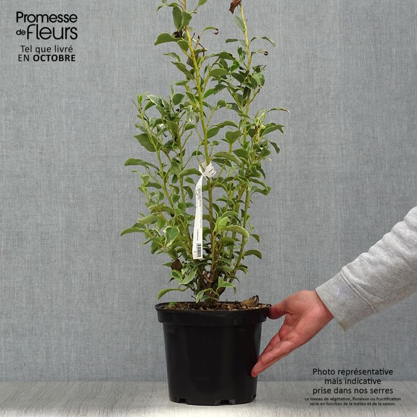 Esimerkki syksyllä toimitetusta Griselinia littoralis Green Jewel 4 litran/5 litran ruukku-taimesta