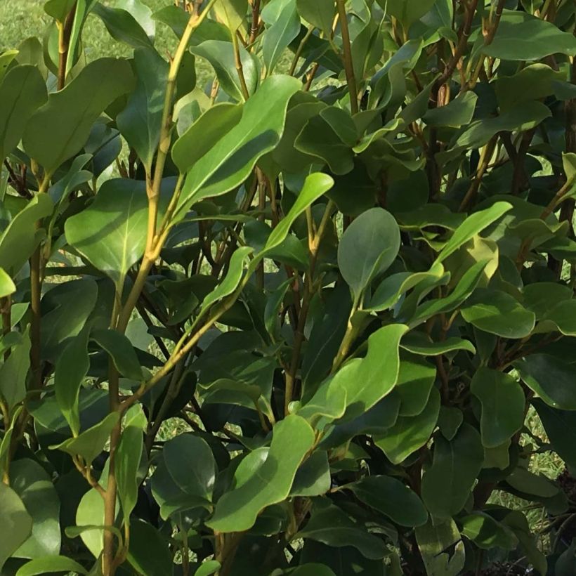 Griselinia littoralis Redge (Lehvistö)