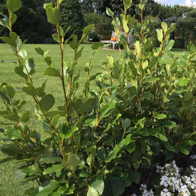 Griselinia littoralis Redge (Kasvutapa)