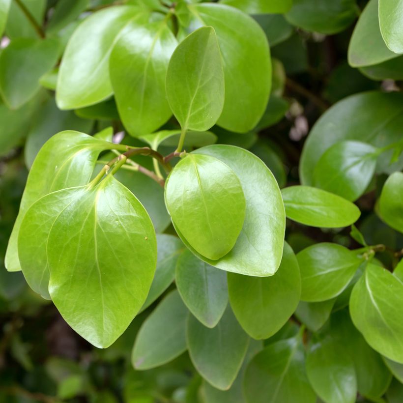 Griselinia littoralis (Lehvistö)