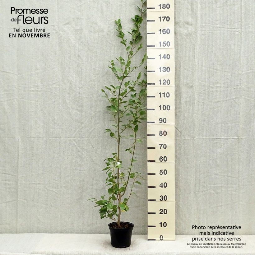 Esimerkki syksyllä toimitetusta Griselinia littoralis 2 litran/3 litran ruukku-taimesta