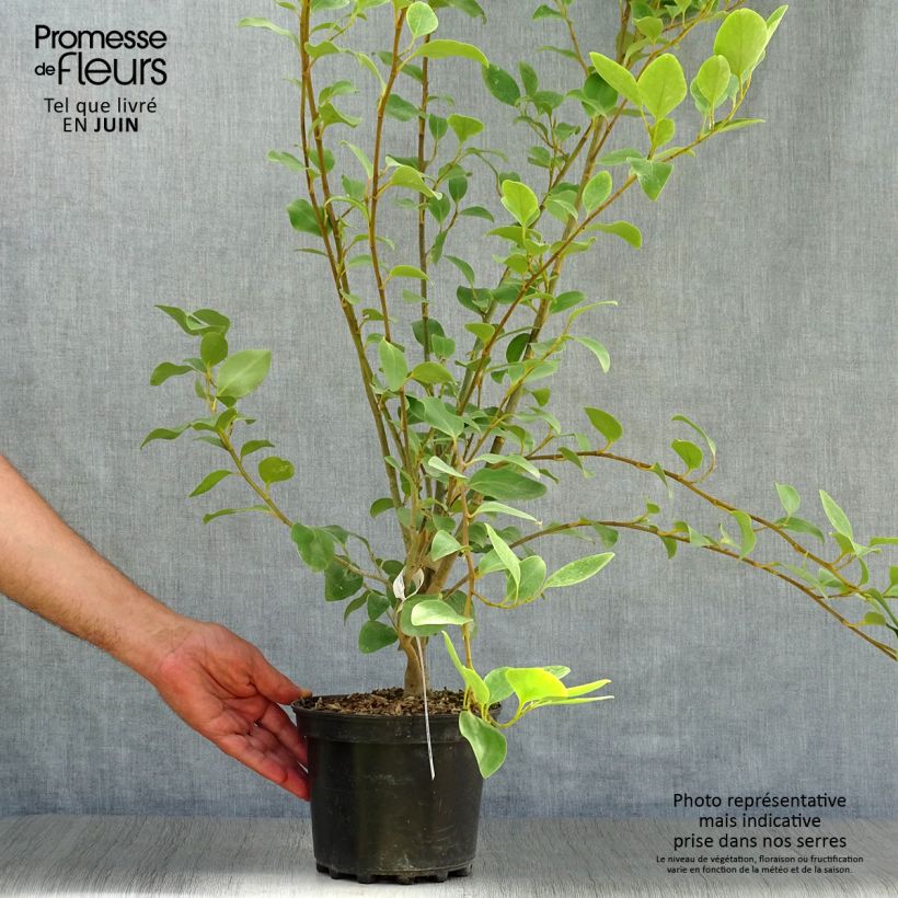 Esimerkki kesällä toimitetusta Griselinia littoralis Pot de 2L/3L-taimesta