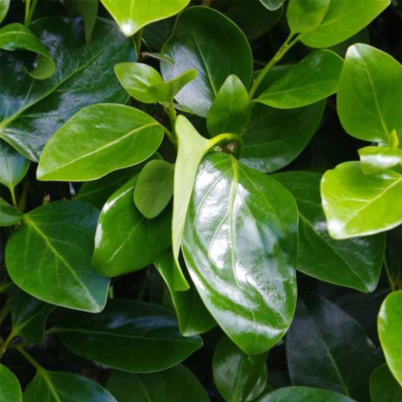 Griselinia littoralis Emerald (Lehvistö)
