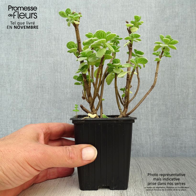 Esimerkki syksyllä toimitetusta Yrttiliisukka amboinicus 8/9 cm taimiruukku-taimesta