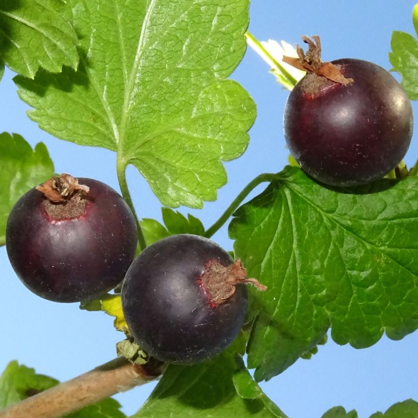 Herukka Jostaberry (Sadonkorjuu)