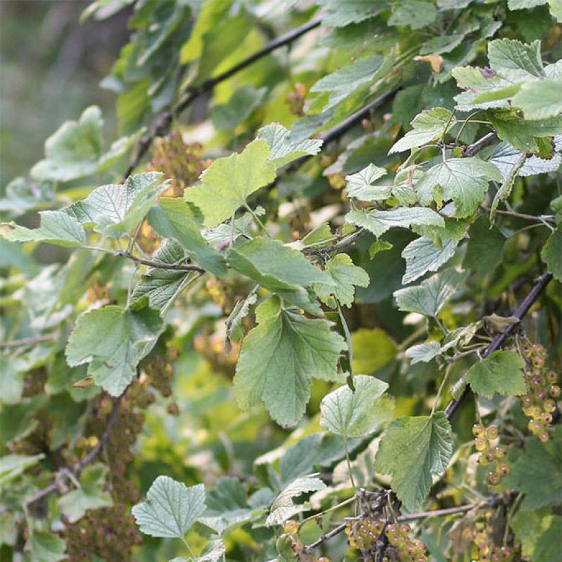 Groseillier à grappes Hollande blanche (Foliage)