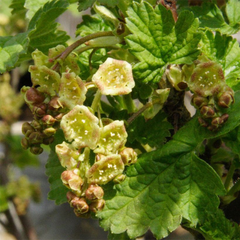 Groseillier à grappes Hollande blanche (Flowering)